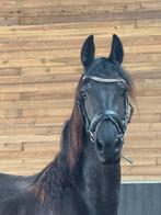 Stoere, grote 3 jr friese merrie!!!, Dieren en Toebehoren, Merrie, 3 tot 6 jaar, Onbeleerd, 165 tot 170 cm