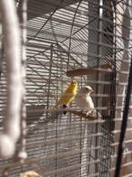2 mannelijk kanaries, Dieren en Toebehoren, Mannelijk
