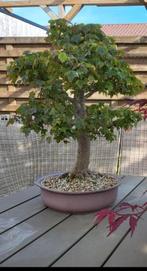 Acer beurgeranium bonsai, Jardin & Terrasse, Plantes | Arbres, Enlèvement
