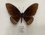 Zeldzame vorm “janus” van Papilio clytia