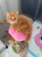 Brits korthaar & langhaar, Dieren en Toebehoren, Katten en Kittens | Raskatten | Korthaar, Meerdere dieren, Gechipt, 0 tot 2 jaar