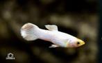 GUPPY SNOW WHITE, Vis, Zoetwatervis, Schoolvis