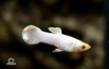 GUPPY SNOW WHITE beschikbaar voor biedingen