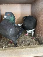 Holle kroppers zwart bond, Dieren en Toebehoren, Vogels | Duiven, Meerdere dieren, Kropper