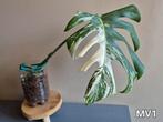 Monstera variegata (boutures), Enlèvement ou Envoi