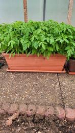 BİO tomatenplanten Per plant voor 1 euro, Tuin en Terras, Planten | Tuinplanten, Ophalen
