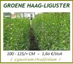 GROENE HAAGLIGUSTER Maat 1 - 1,25 meter (is 1,5 Meter) 1,6o€, Tuin en Terras, Planten | Struiken en Hagen, Haag, Ophalen, Liguster