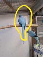 Halsbanden: Blauwe opaline/ bond, Femelle, Perruche, Bagué