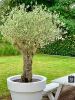 bloempotten, Tuin en Terras, Bloempotten, Ophalen, Binnen