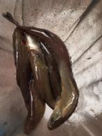 Zeelten dokter van de vijver 12 15 cm vanaf 2€, Dieren en Toebehoren, Vissen | Vijvervissen