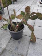 opunta cactus, Tuin en Terras, Planten | Tuinplanten, Ophalen