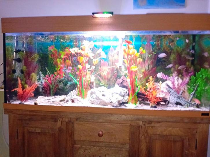 Complete aquarium 1m20 met vissen, Dieren en Toebehoren, Vissen | Aquaria en Toebehoren, Ophalen