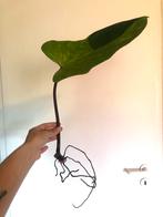 Philodendron painted lady xl bladstek, Ombre partielle, Plante verte, Enlèvement ou Envoi, Moins de 100 cm