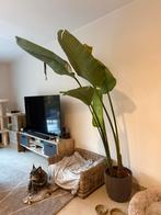 Strelitzia nicolai - 1m90 - kamerplant, Huis en Inrichting, Kamerplanten, Ophalen, Overige soorten, 150 tot 200 cm