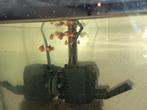 Rode platy jongen