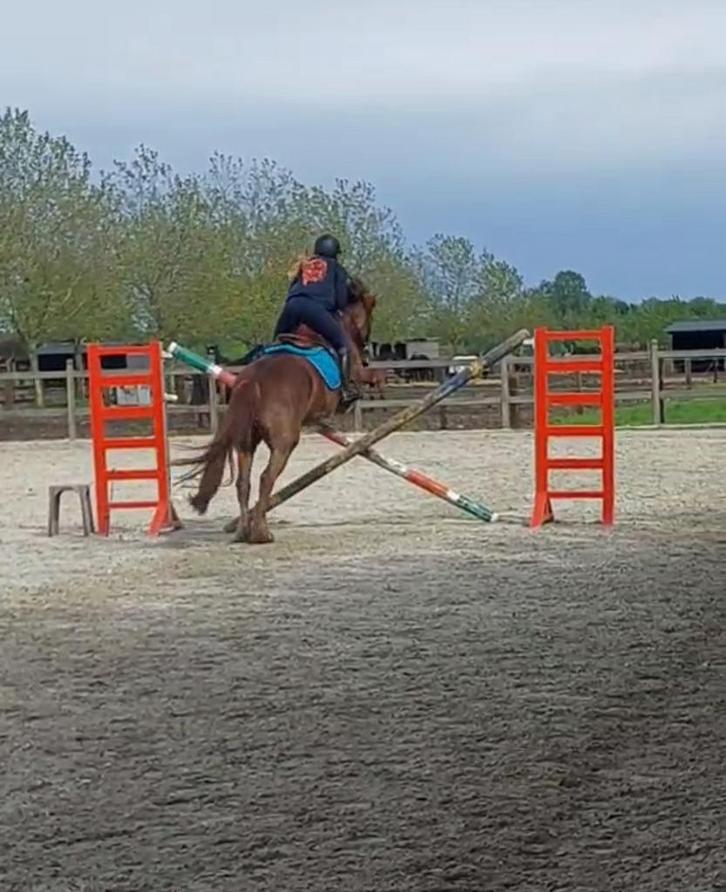Halve stal/ verzorgpaard gezocht, Dieren en Toebehoren, Paarden