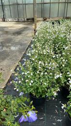 Potplanten/ vaste planten, Ophalen