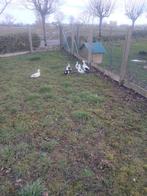 Hollandse kwakers, Dieren en Toebehoren, Pluimvee | Toebehoren, Ophalen