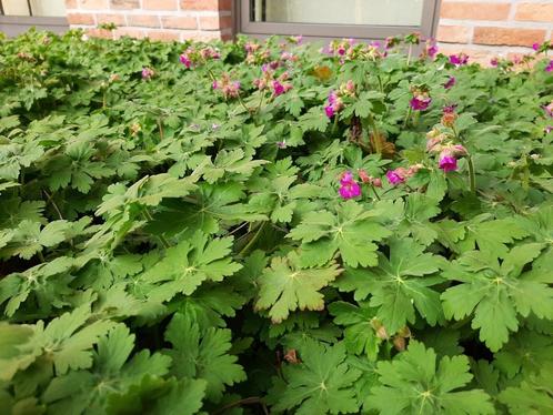 sterke bodembedekker geranium macrorrhizum 0,90 euro, Jardin & Terrasse, Plantes | Jardin, Plante fixe, Couvre-sol, Printemps