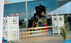 Knappe 5 jarige ruin te koop, Dieren en Toebehoren, Paarden, Springpaard, Gechipt, Ruin, M
