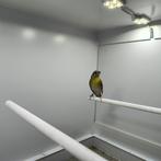 Citroenborst edelzanger, Dieren en Toebehoren, Vogels | Overige Vogels