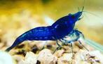 Neocaridina Royal Blue Showgrade garnaal zoetwater aquarium, Kreeft, Krab of Garnaal, Zoetwatervis, Schoolvis