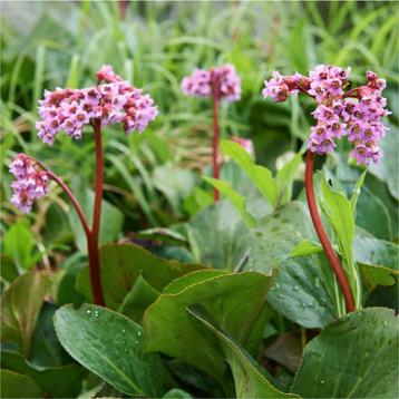 Bergenia schoenlappersplant voorjaarsbloeier vaste plant beschikbaar voor biedingen