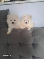 Superbes petits chiots pomériens, Enlèvement ou Envoi