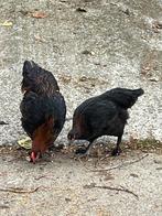 Marans kippen, Dieren en Toebehoren, Pluimvee, Vrouwelijk, Kip