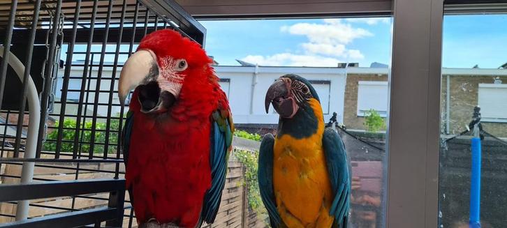 Handtamme groenvleugel pop en blauwkeel pop, Dieren en Toebehoren, Vogels | Parkieten en Papegaaien, Papegaai, Vrouwelijk, Pratend