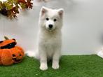 Samojeed pup, Dieren en Toebehoren, Honden | Poolhonden, Keeshonden en Oertypen, België, Keeshond, 8 tot 15 weken, Eén hond