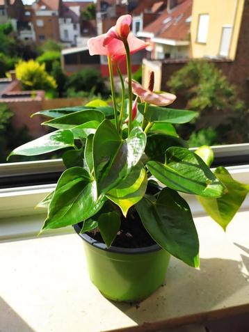 Anthurium  beschikbaar voor biedingen
