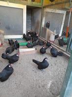 Java krielen te koop, Dieren en Toebehoren, Meerdere dieren, Kip