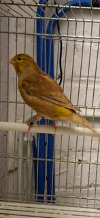 Mâle canaris  2025, Dieren en Toebehoren, Vogels | Kanaries, Mannelijk