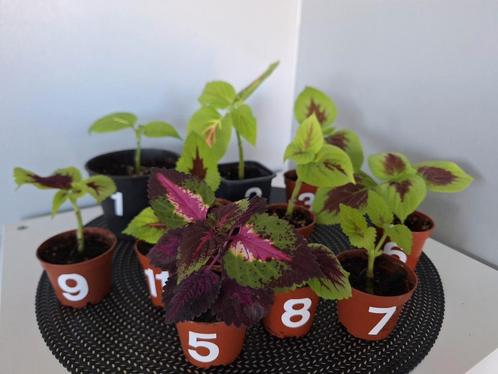 Kleurrijke siernetel, coleus, Huis en Inrichting, Kamerplanten, Ophalen