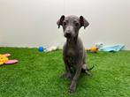 Nestje Italiaanse Windhondjes pups, België, Overige rassen, CDV (hondenziekte), 8 tot 15 weken