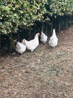 Poule de Bresse hennen, Dieren en Toebehoren, Pluimvee, Vrouwelijk, Kip