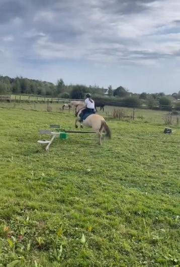 Ruiter aangeboden omgeving Sint-Katelijne-Waver beschikbaar voor biedingen