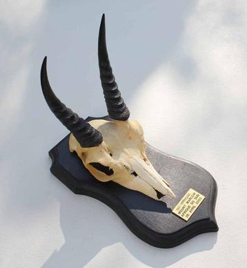 Schedel MOUNTAIN REEDBUCK op zwart houten schild (ref. E) beschikbaar voor biedingen