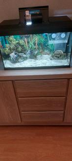 Aquarium juwel 60l, Dieren en Toebehoren, Ophalen, Gebruikt, Leeg aquarium