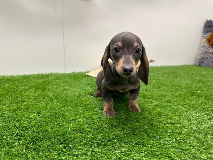 Dwergteckel pups, Dieren en Toebehoren, Honden | Teckels en Dashonden, Meerdere dieren, Korthaar, Dwerg, Fokker | Professioneel