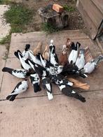 Verschillende soorten duiven., Dieren en Toebehoren, Meerdere dieren, Overige soorten