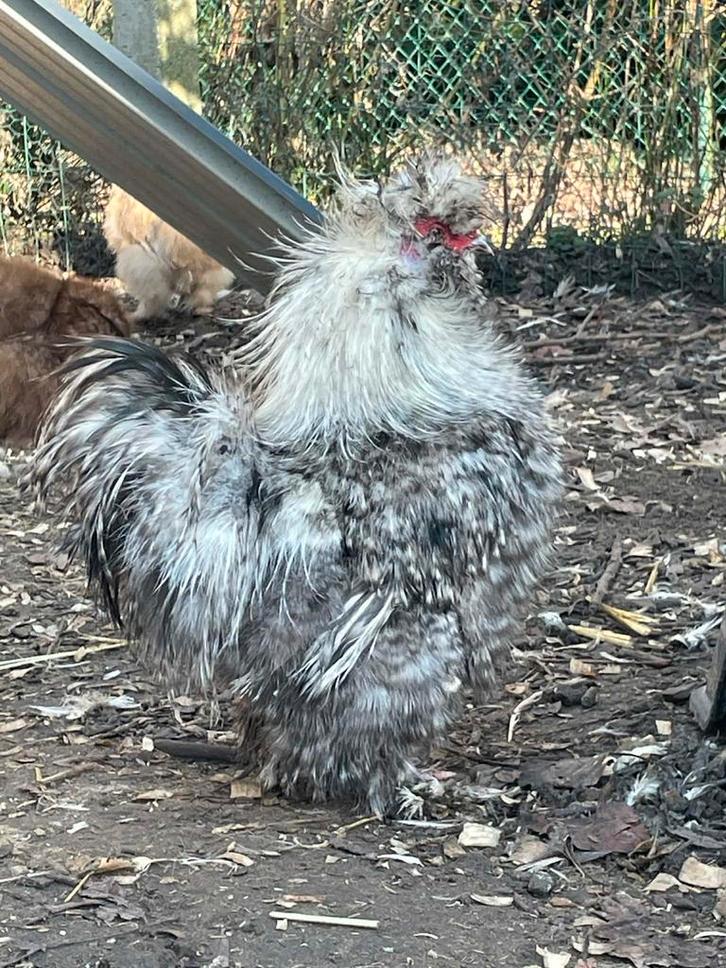 Usa Zijdehoender hanen, Dieren en Toebehoren, Pluimvee