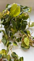 Leuke groene kamerplant, Ophalen of Verzenden, Groene kamerplant