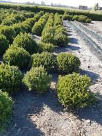 buxus, Ophalen, Buxus, Struik, Minder dan 100 cm