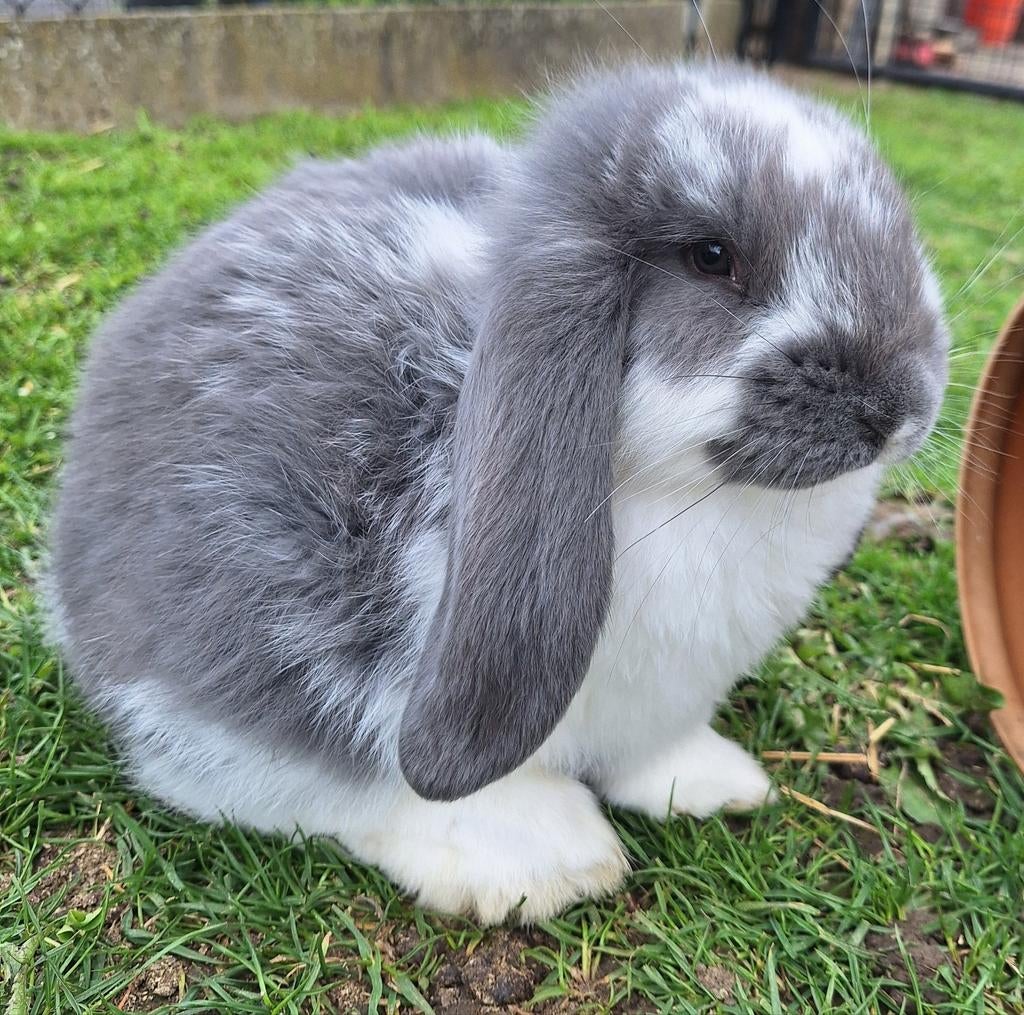 Franse hangoren rammetjes