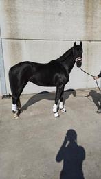 3jarige zwarte merrie, Dieren en Toebehoren, Paarden, Merrie, Met stamboom, Dressuurpaard, 3 tot 6 jaar