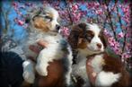 Australische Herder pups, Dieren en Toebehoren, Parvo, België, 8 tot 15 weken, Meerdere