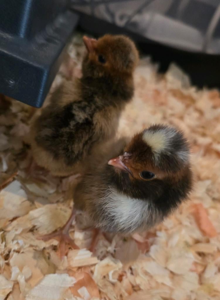 Nog enkele padua kuikentjes, Dieren en Toebehoren