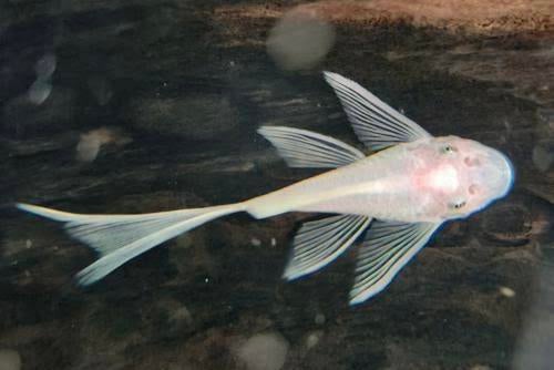 Ancistrus snow white longfin, Dieren en Toebehoren, Vissen | Aquariumvissen, Vis, Zoetwatervis